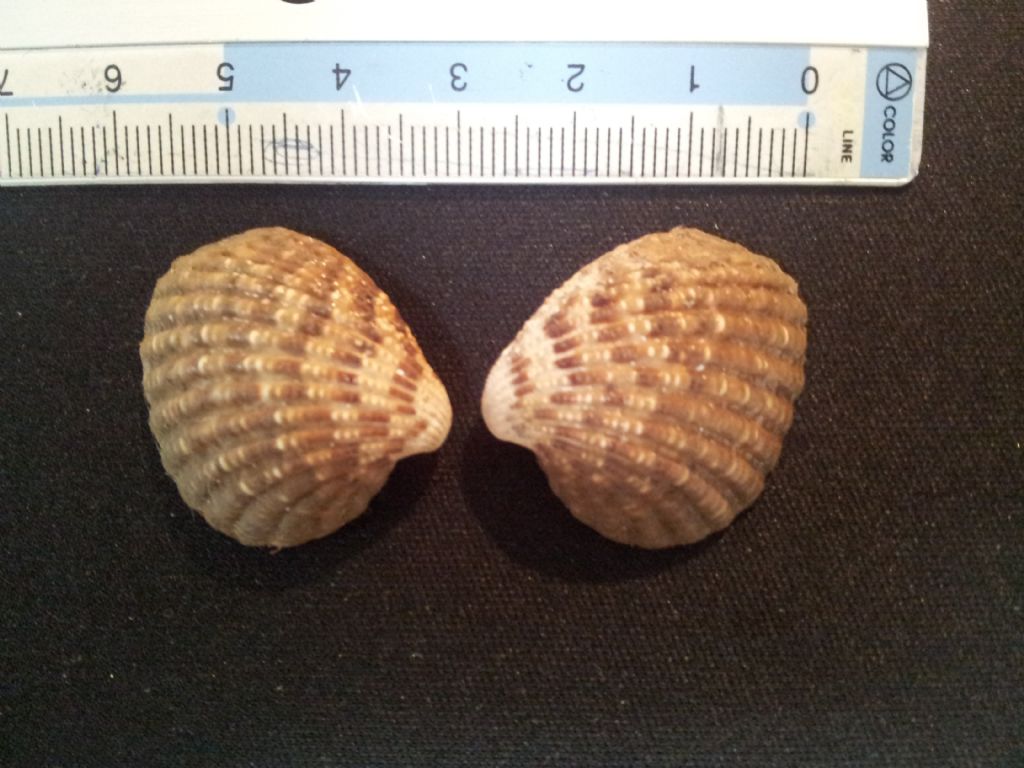 Cardiidae da catalogare